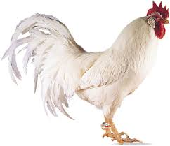 333-WHITE_LEGHORN_CHICKEN_BREED