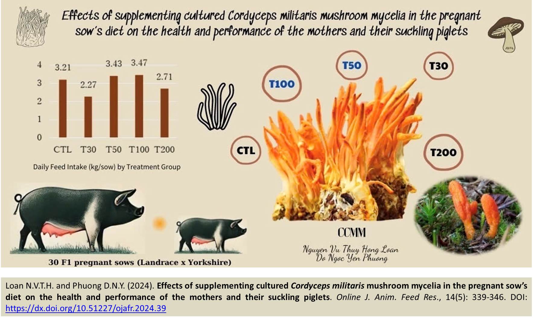 383-Cordyceps_militaris_mushroom_mycelia