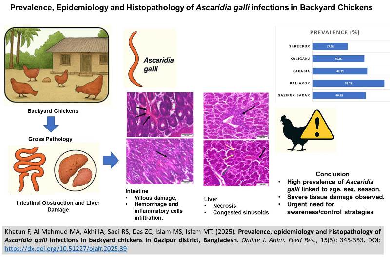 533-Ascaridia_galli_in_chickens