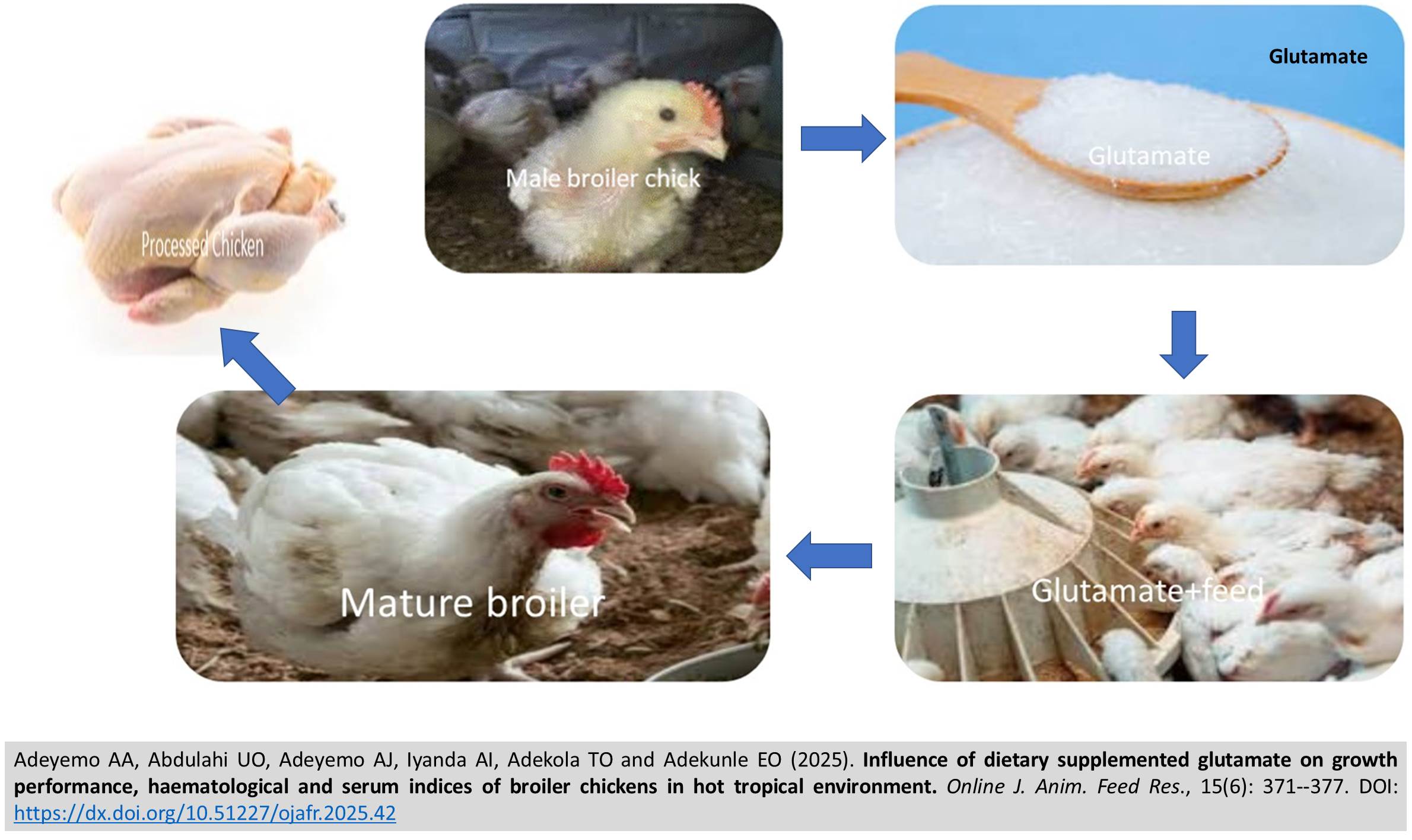 558-dietary_glutamate_on_broilers_in_hot_tropical_environment