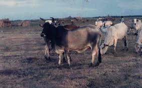 Sudan_cattle